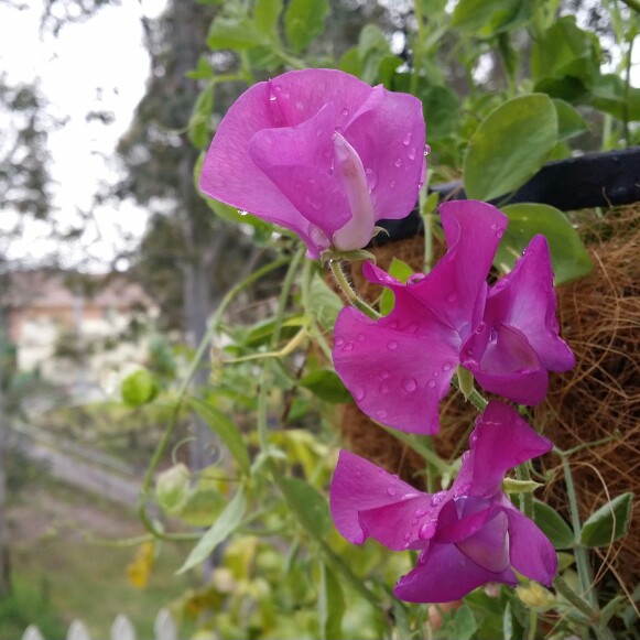 Plant image Lathyrus Odoratus 'Memories'