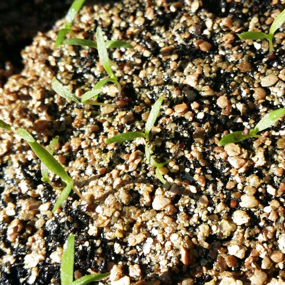 plant image 183030 plant image 183030