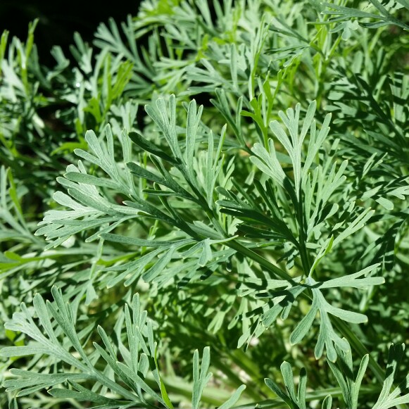 plant image 183031