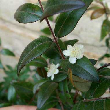 Austromyrtus dulcis