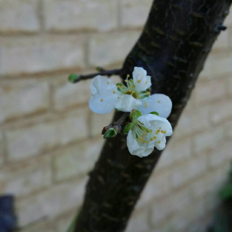 plant image 204545