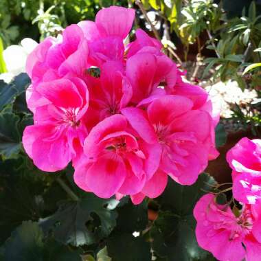 Pelargonium 'Pinktastic'