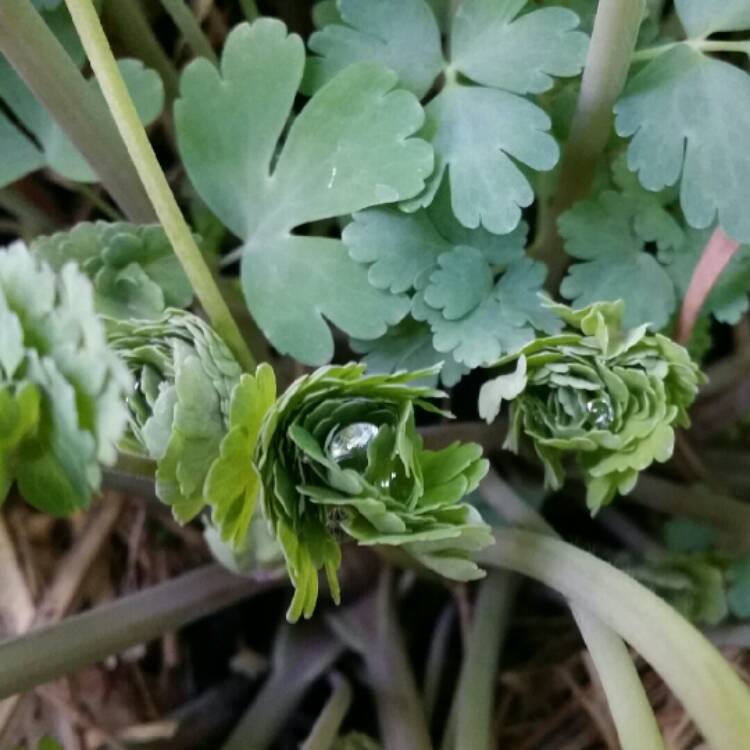 plant image 212633