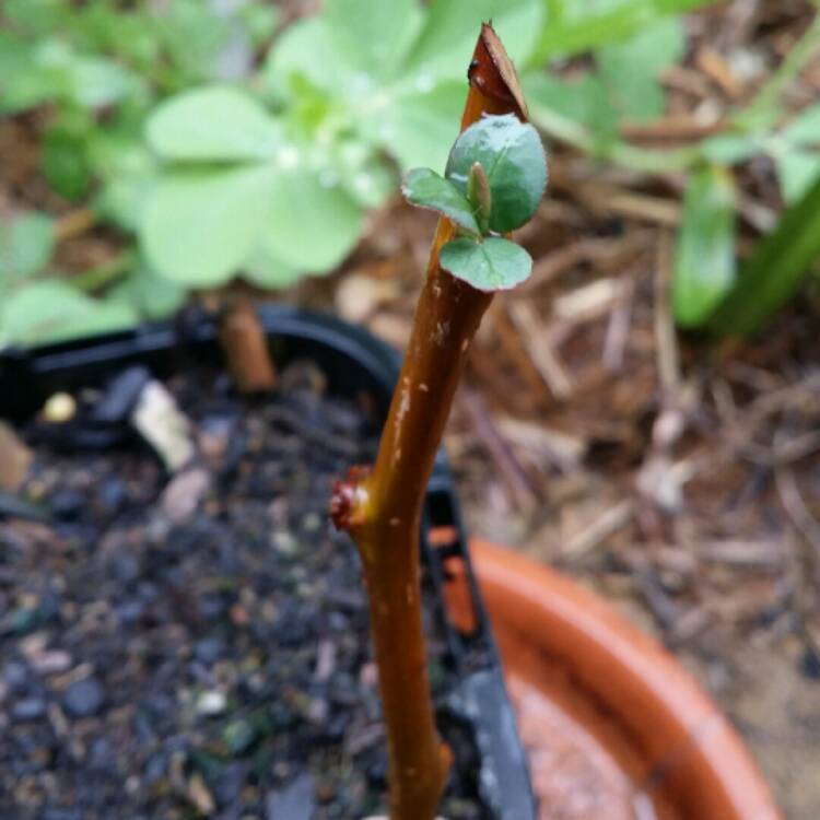 Plant image Chaenomeles japonica