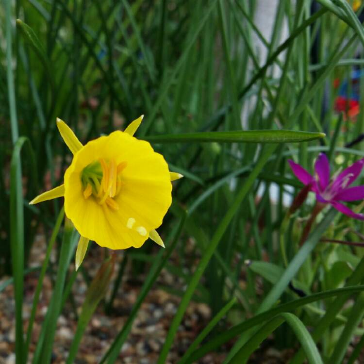 plant image 223037 plant image 223037