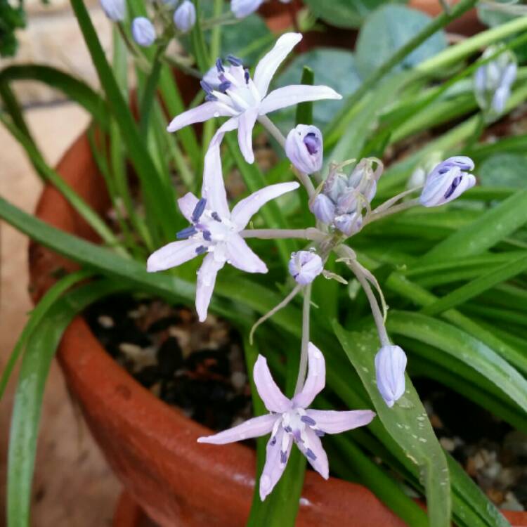plant image 224571
