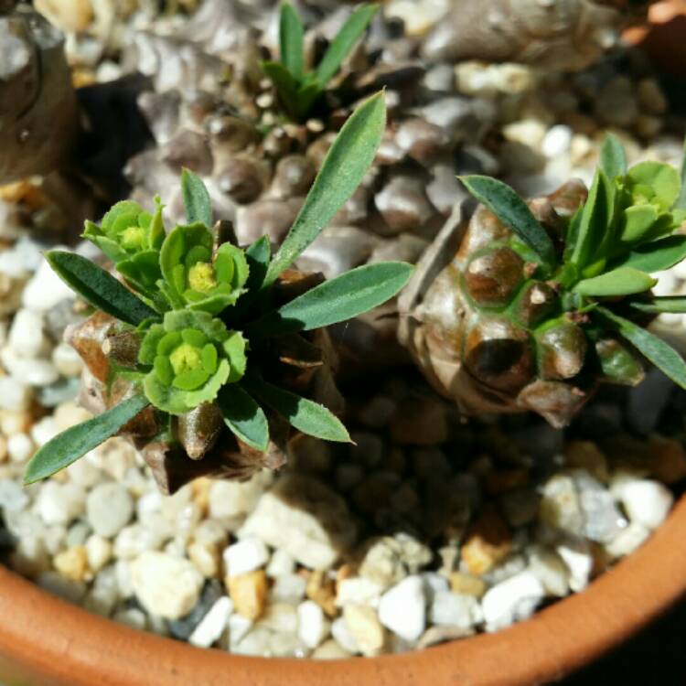 Plant image Euphorbia x japonica syn. Euphorbia cv. Cocklebur