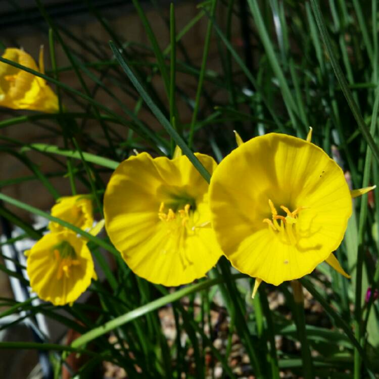 Plant image Narcissus bulbocodium 'Golden Bells Group' syn. Narcissus bulbocodium 'Golden Bells', Narcissus 'Golden Bells', Narcissus 'Silvania'