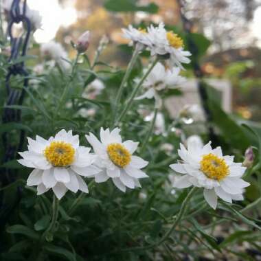 Rhodanthe anthemoides 'Southern Star'