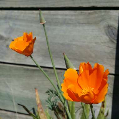 Eschscholzia californica 'Orange King'