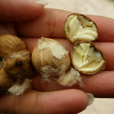 Pachira glabra