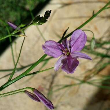 Dichopogon strictus