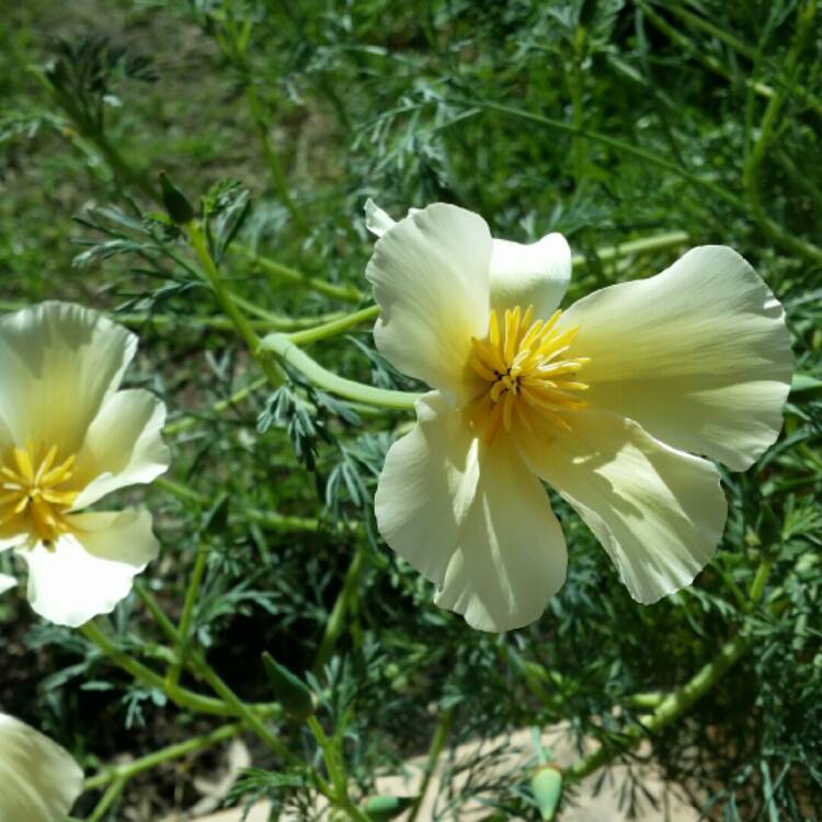 Plant image Eschscholzia californica 'Alba'