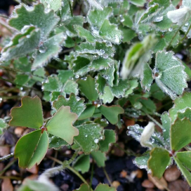 plant image 244565