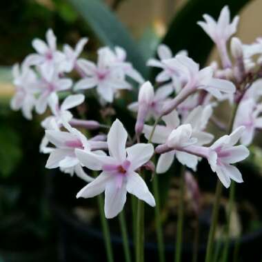 Tulbaghia cominsii