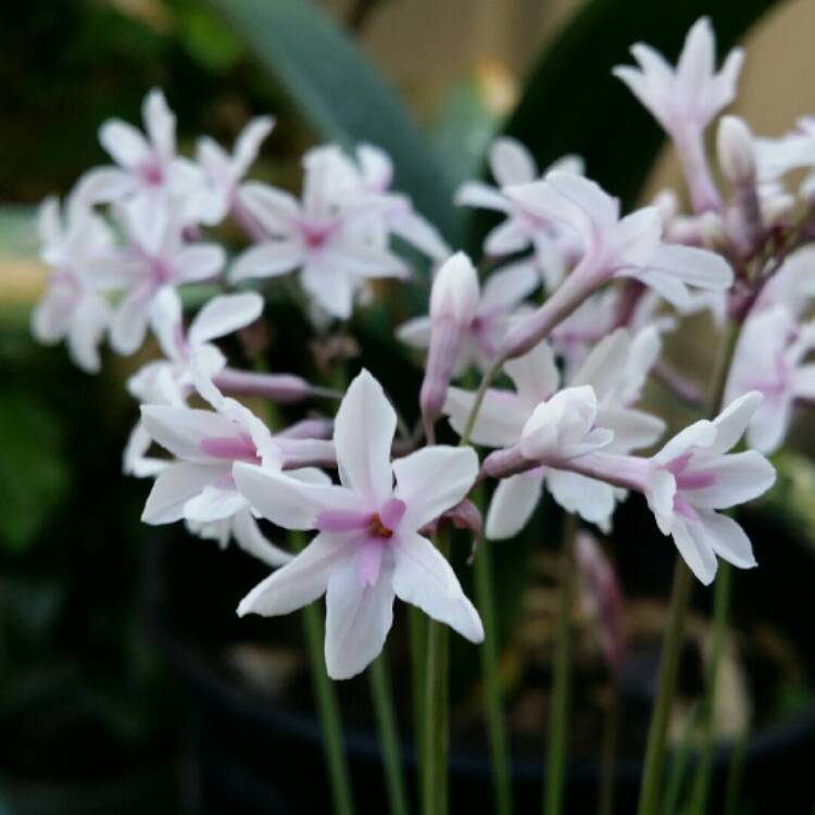 plant image 244574