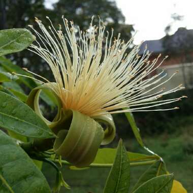 Pachira glabra