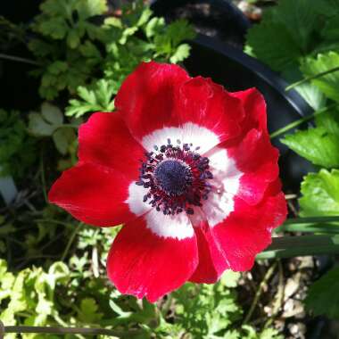 Hepatica