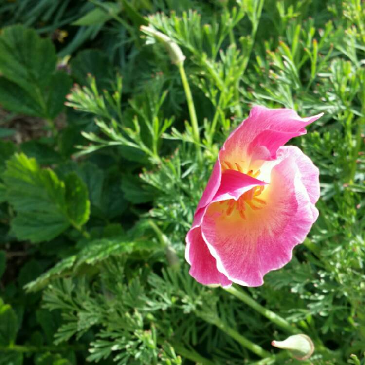 plant image 249214