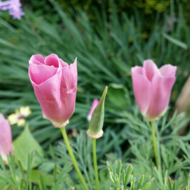 plant image 249215