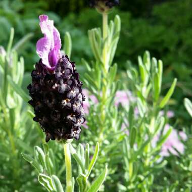 Lavandula