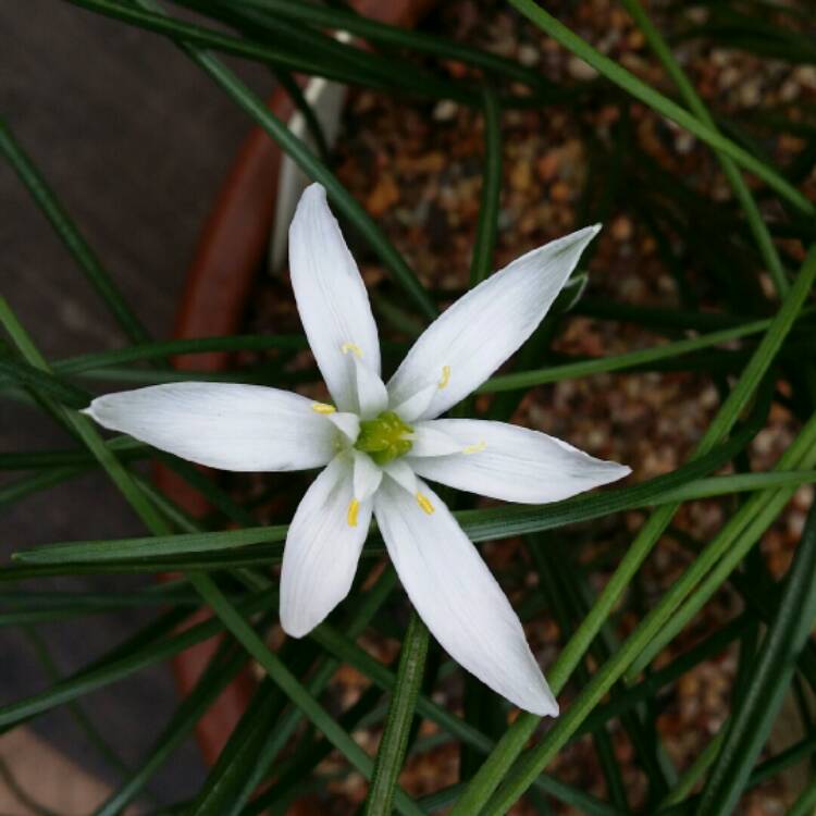 plant image 253027