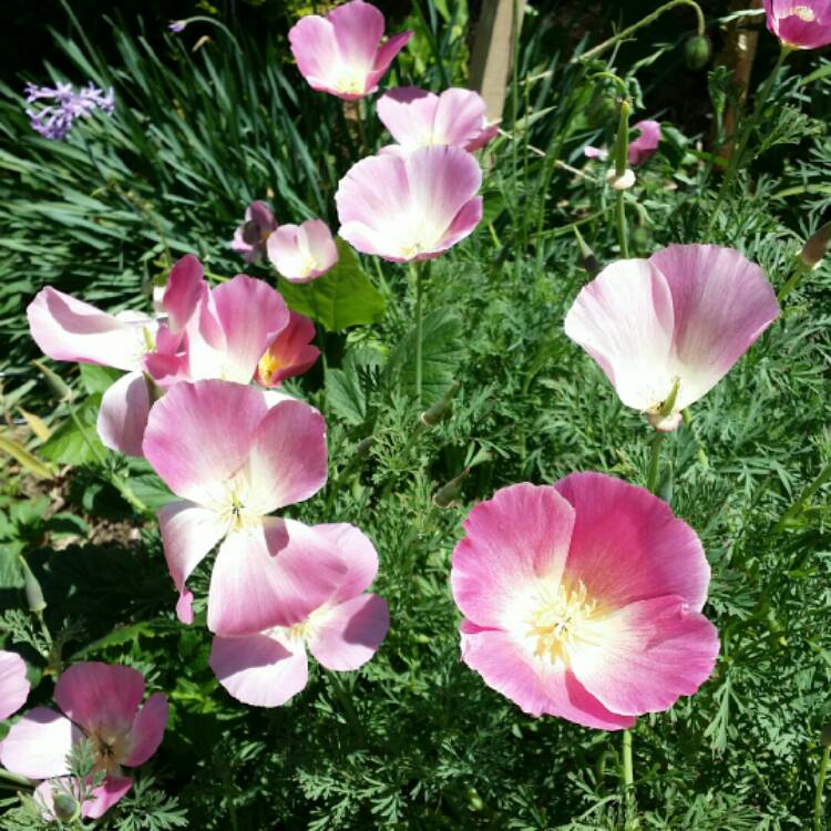 plant image 255137