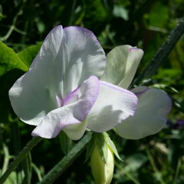 Lathyrus odoratus 'Romeo'