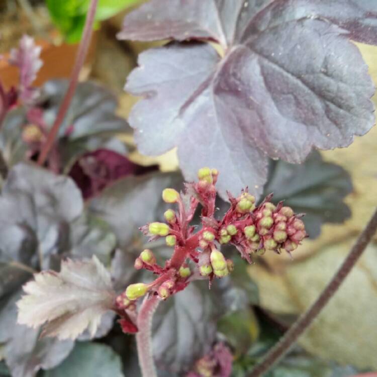 Plant image Heuchera villosa 'Palace Purple' syn. Heuchera sanguinea 'Palance Purple', Heuchera micrantha 'Palace Purple'
