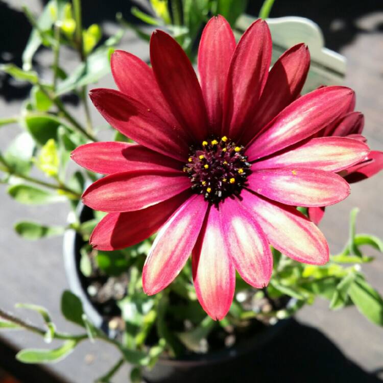 Plant image Osteospermum ecklonis 'Zion Red'