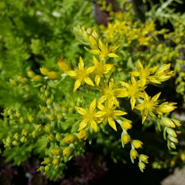 Sedum 'Gold Mound'