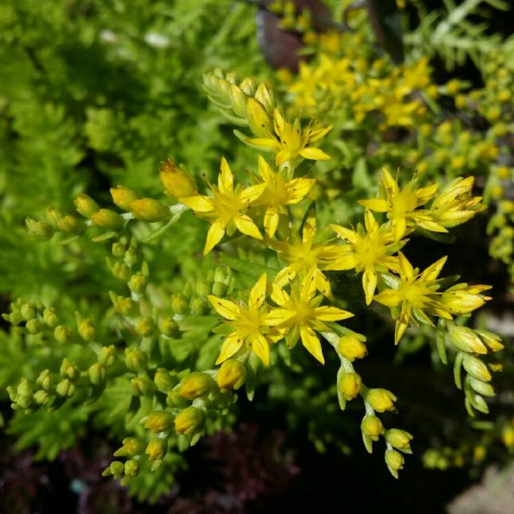 plant image 260186