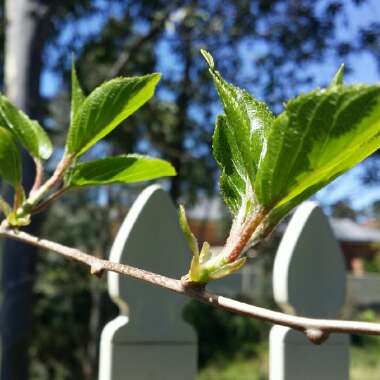 Actinidia arguta 'Issai'