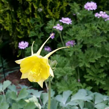 Aquilegia 'Goldfinch' (Songbird Series)