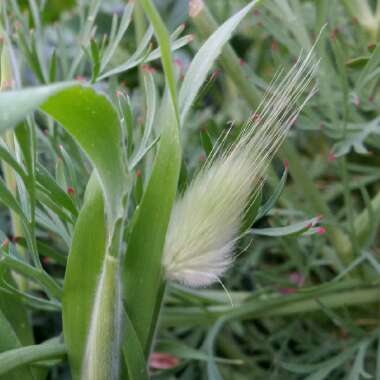 Lagurus ovatus syn. Lagurus ovatus 'Bunny's Tails'