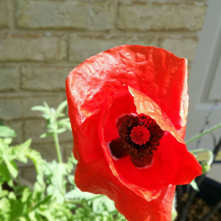 plant image 266951