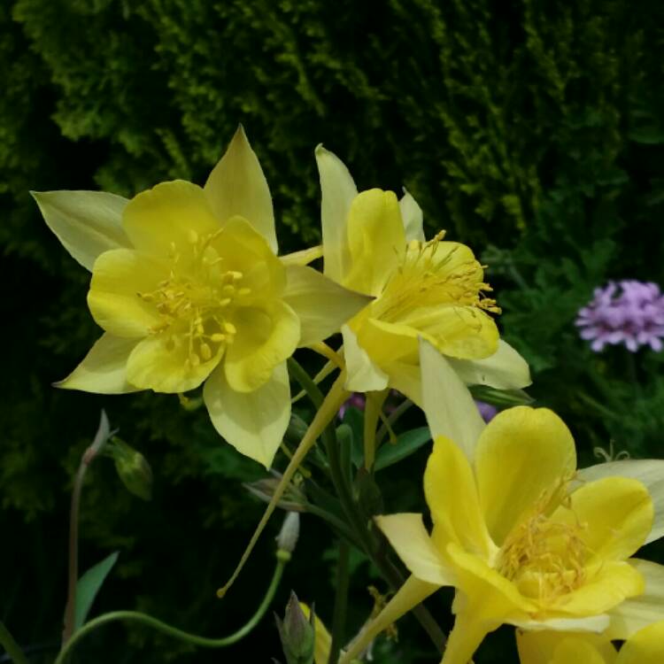 plant image 269569