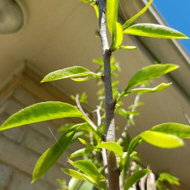 Annona muricata