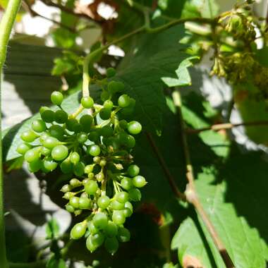 Vitis vinifera 'Zante Currant'