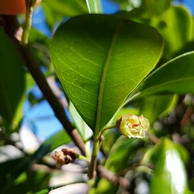 Pouteria australis syn. Planchonella australis