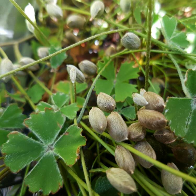 plant image 279367