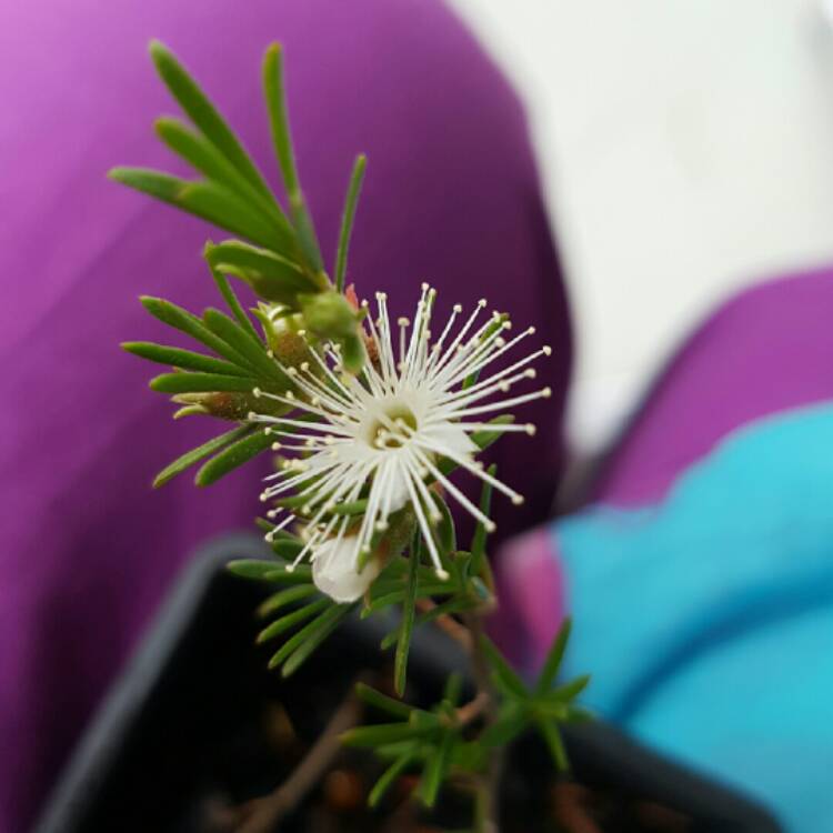 Plant image Kunzea ambigua