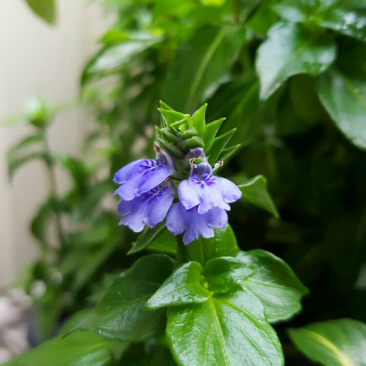 Plant image Rungia Klossii