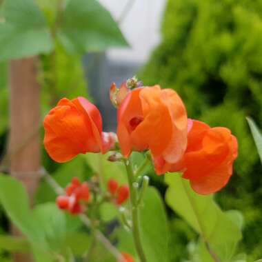 Phaseolus coccineus 'Scarlet Emperor'