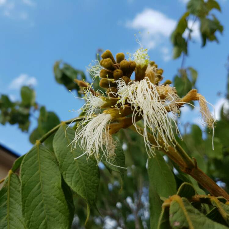 Plant image Inga edulis