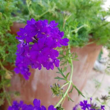 Verbena 'Tapien Purple Passion'