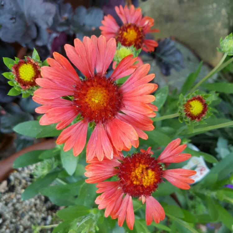 Plant image Gaillardia