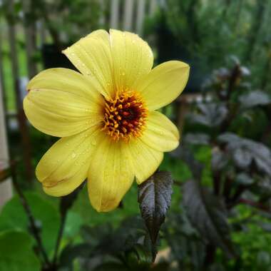 Dahlia 'Knockout' syn. Dahlia 'Mystic Illusion', Dahlia 'Mystic Sun', Dahlia 'Mystic Knockout', Dahlia 'Mystic Ladies Knockout'