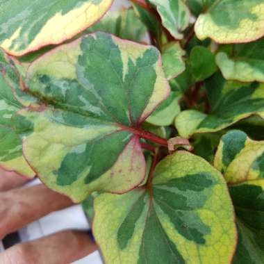 Houttuynia cordata 'Chameleon' syn. Houttuynia cordata 'Court Jester', Houttuynia cordata 'Flame', Houttuynia cordata 'Tricolour', Houttuynia cordata 'Variegata', Houttuynia foetida