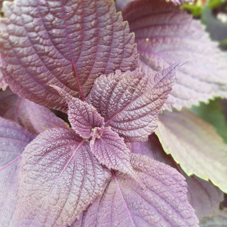 Plant image Perilla frutescens